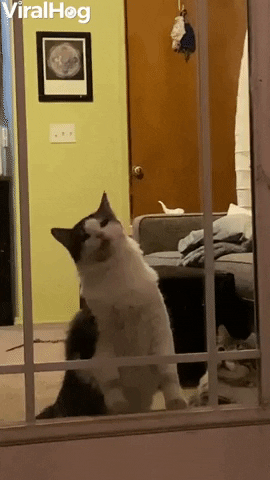 Cat Trying To Eat Through Glass Door GIF by ViralHog