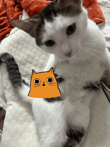 Social Frim GIF