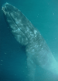 exploding sperm whale gif