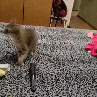 https://media0.giphy.com/media/vXYzSGqPCHte0/giphy.gif