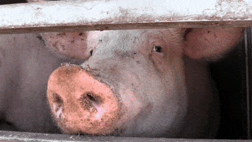 benoitvandenbroeck animal rights vlees varkens slachthuis GIF