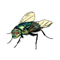 Flies GIFs - Find & Share on GIPHY