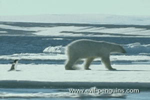 polar bear penguin GIF