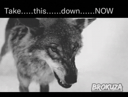 Alpha Male Dog GIF