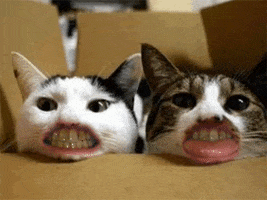 Cat Teeth GIF
