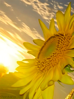 Sunflowers GIFs - Find & Share on GIPHY