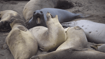 Video gif. Several seals lie on a beach as one seal chomps the back of another seal, who bucks and bites in response.