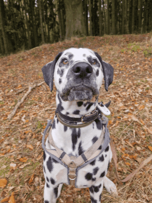 Dog GIF