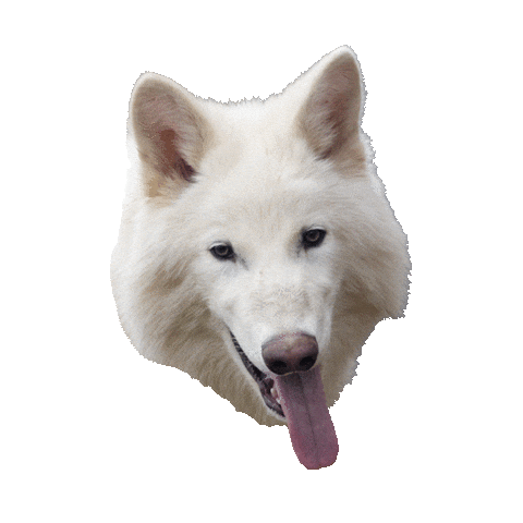 Fun Wolf Sticker by Colossal
