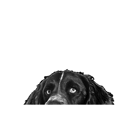 Sticker by Proud Dogs by Fritz