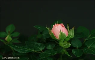 rose satisfying GIF