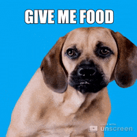 Hungry Dog GIF by Unscreen