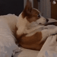 Dog Corgi GIF