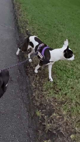 Dog Harness GIF