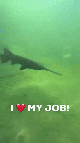 Pond I Love My Job GIF