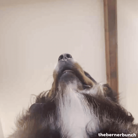 Bernese Mountain Dog Weller GIF