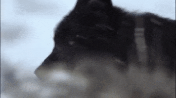 dzsigi winter wolf GIF