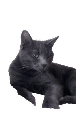 Cat Apollo Sticker by Photobat