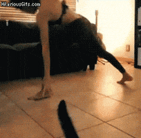 cat camera GIF