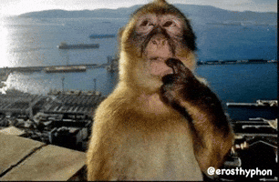 Monkey Think GIF