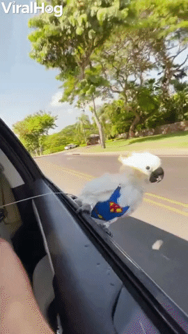 Super Bird Surfs From Car GIF by ViralHog