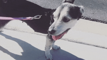 The Churchill Foundation GIF