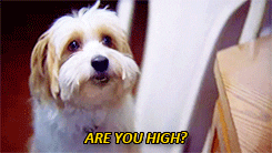drugs are you high GIF