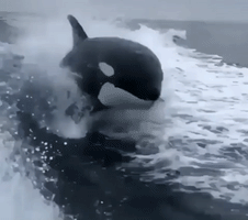 killer whale orca GIF