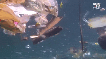 water fish GIF by Great Big Story