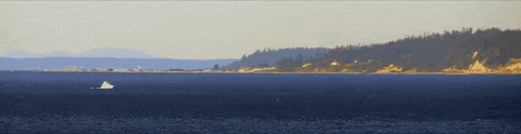 Tide GIF