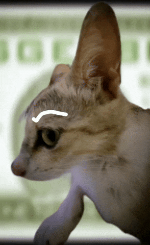 Say That Again Angry Birds GIF