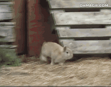 bunny chasing GIF