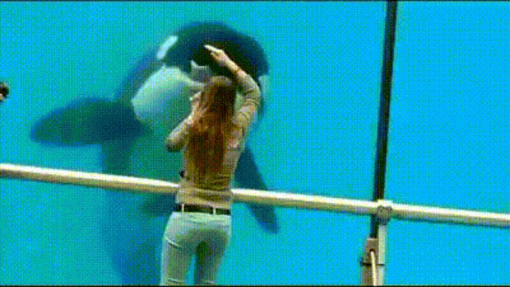 orca GIF