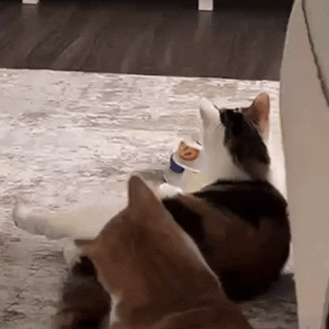 Lion King Cat GIF