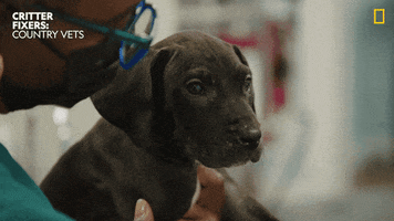 Dogs Love GIF by Nat Geo Wild
