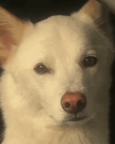 Jindo GIF
