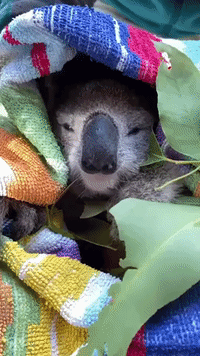 Recovering Koala Naps During Bath Time