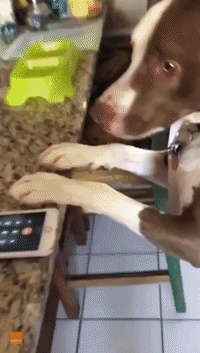 Dog Gives Adorable Reaction to Phone Call With Stepfather