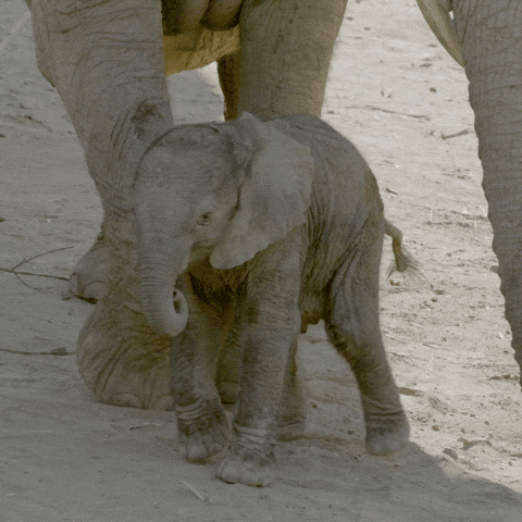 Baby Animals Walking Gif By San Diego Zoo Find Share On Giphy