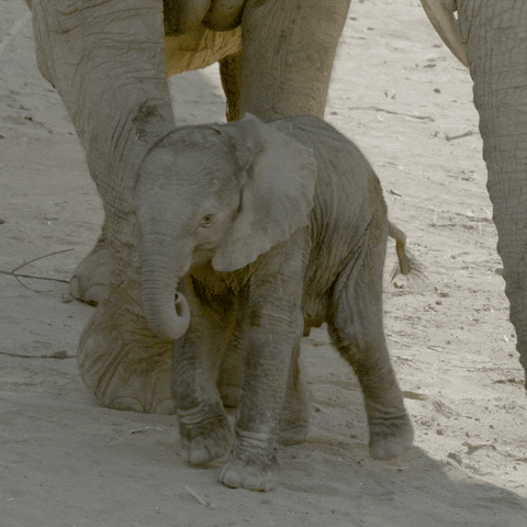 baby animals walking GIF by San Diego Zoo