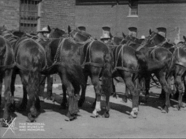 NationalWWIMuseum black and white military horses footage GIF