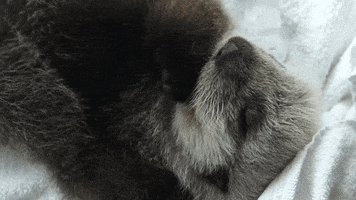 Sleepy Nap GIF by VanAqua
