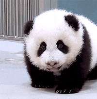 Pbs Nature Panda Gif By Nature On Pbs Find Share On Giphy