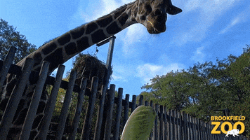 Tongue Giraffe GIF by Brookfield Zoo