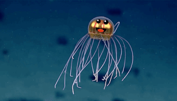 happy jellyfish GIF