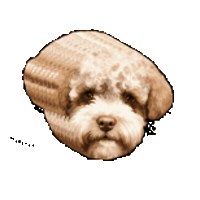 Waterdog Lagotto Sticker by Lernfitness