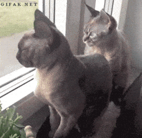 200.gif?cid=f0bdee706fu2oh3003fh3fwx38b6ypf9ribjnpz3d026qr87&rid=200.gif&ct=g