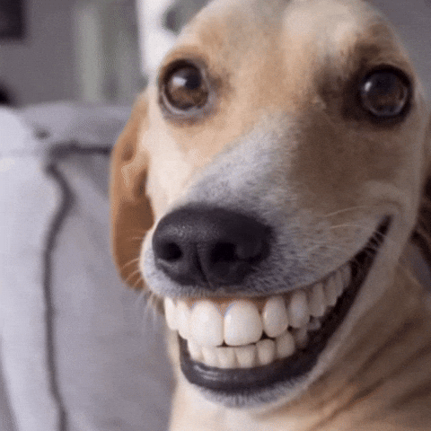 Dog Teeth GIF