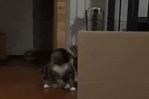 House Cat GIF