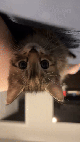 Cat GIF
